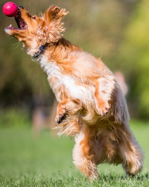 Parkta oynarken atlama Spaniel köpek yavrusu kadar kapatın