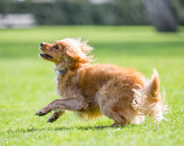 Parkta oynarken atlama Spaniel köpek yavrusu kadar kapatın
