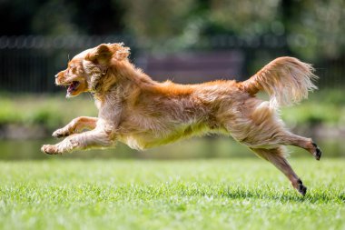 Parkta oynarken atlama Spaniel köpek yavrusu kadar kapatın