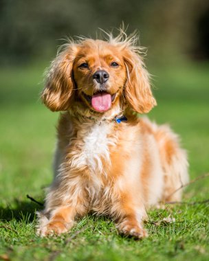 Parkta oynarken Spaniel köpek yavrusu kadar kapatın