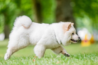 Samoyed yavru yakınındaki kır çiçekleri bir parkta çalıştıran kapatın. Sevimli beyaz tüylü köpek kırsal veya park uzun kürklü