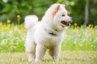 Samoyed yavru yakınındaki kır çiçekleri bir parkta çalıştıran kapatın. Sevimli beyaz tüylü köpek kırsal veya park uzun kürklü