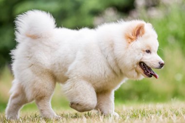 Samoyed yavru tarafına bakarak bir parkta oynarken kapatın. Sevimli beyaz tüylü köpek kırsal veya park uzun kürklü