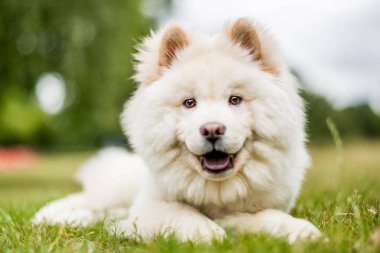 Samoyed yavru tarafına bakarak bir parkta oynarken kapatın. Sevimli beyaz tüylü köpek kırsal veya park uzun kürklü