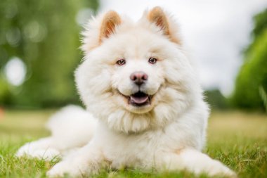 Samoyed yavru tarafına bakarak bir parkta oynarken kapatın. Sevimli beyaz tüylü köpek kırsal veya park uzun kürklü