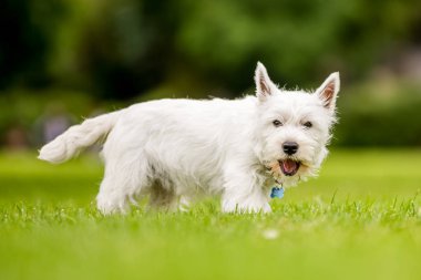 Beyaz Batı Highland Terrier parkta oynarken kapatmak.