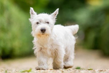 Beyaz Batı Highland Terrier parkta oynarken kapatmak.