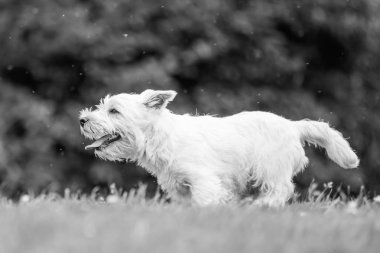 Beyaz Batı Highland Terrier parkta oynamaya çalışan kapatın.