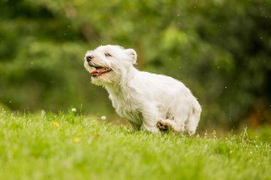 Beyaz Batı Highland Terrier parkta oynamaya çalışan kapatın.