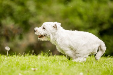Beyaz Batı Highland Terrier parkta oynarken kapatmak.