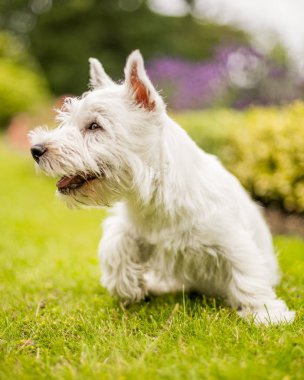 Beyaz Batı Highland Terrier parkta oynarken kapatmak.
