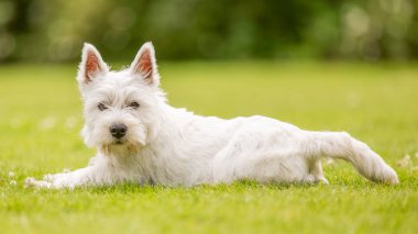 Beyaz Batı Highland Terrier parkta oynarken kapatmak.