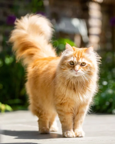 A ginger cat with its tail in the air standing in the sun looking at the camera