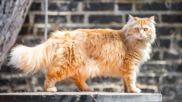 A ginger cat standing on a garden table looking at the camera with its tail in the air against a brick wall and a tree.