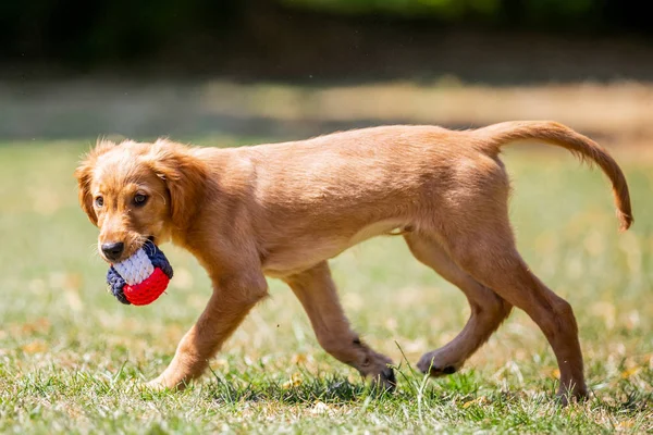 Close Golden Retriever Filhote Cachorro Jogando Parque — Fotografia de Stock