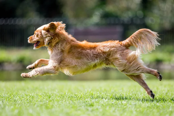 Close Spaniel Puppy Jumping Playing Park — Stock Photo, Image