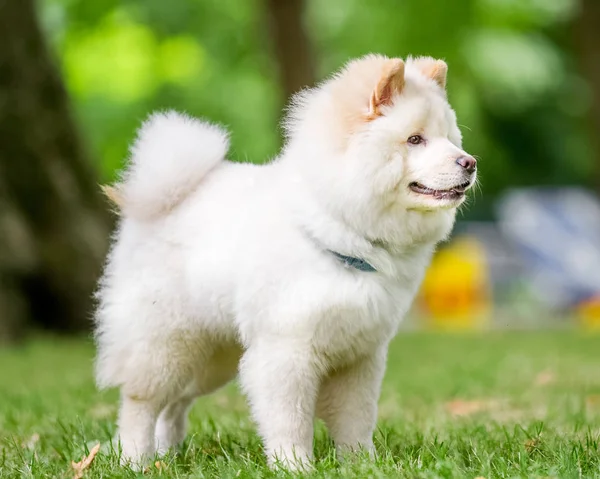 Chiudi Samoyed Puppy Che Corre Vicino Fiori Selvatici Parco Carino — Foto Stock