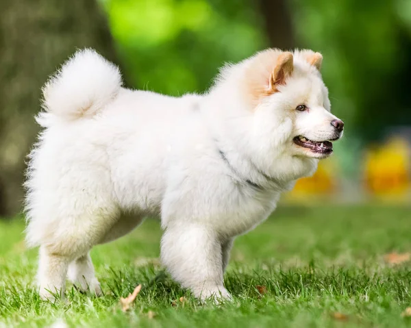 关闭在公园里野花附近奔跑的萨米派小狗 可爱的白色蓬松的狗与长毛皮在农村或公园 — 图库照片