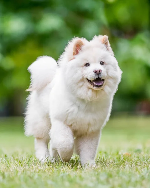 Chiudi Samoyed Puppy Che Corre Vicino Fiori Selvatici Parco Carino — Foto Stock