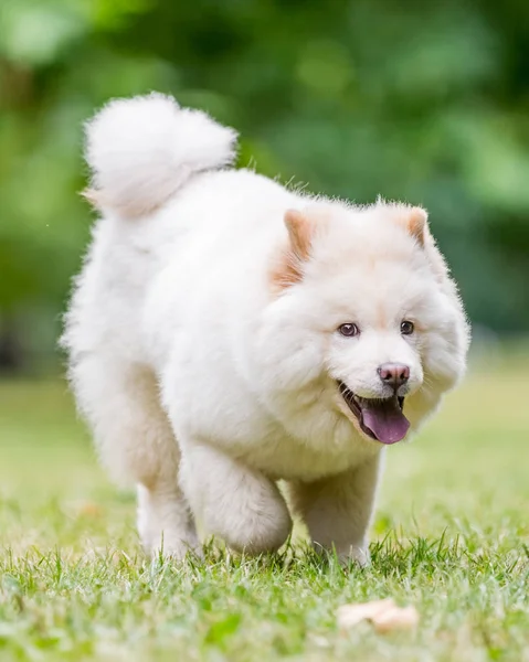 Primer Plano Samoyed Puppy Corriendo Cerca Flores Silvestres Parque Lindo —  Fotos de Stock