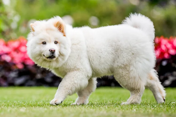 Feche Samoyed Puppy Correndo Perto Flores Silvestres Parque Cão Fofo — Fotografia de Stock