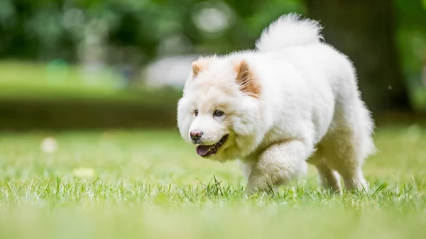 Feche Samoyed Puppy Correndo Perto Flores Silvestres Parque Cão Fofo — Fotografia de Stock