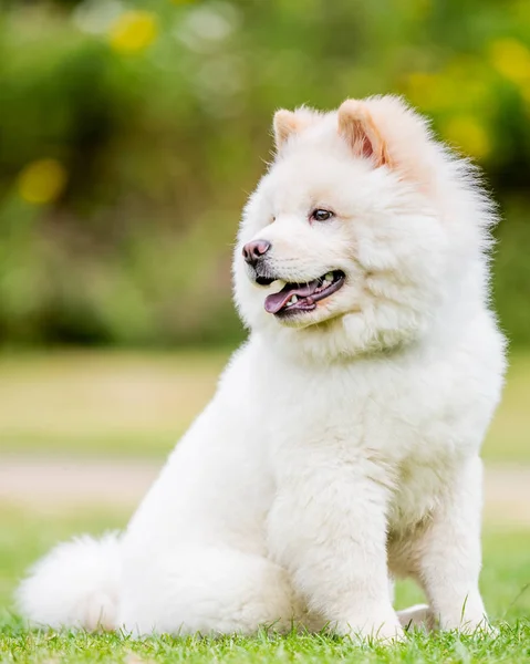 Chiudi Samoyed Puppy Che Corre Vicino Fiori Selvatici Parco Carino — Foto Stock