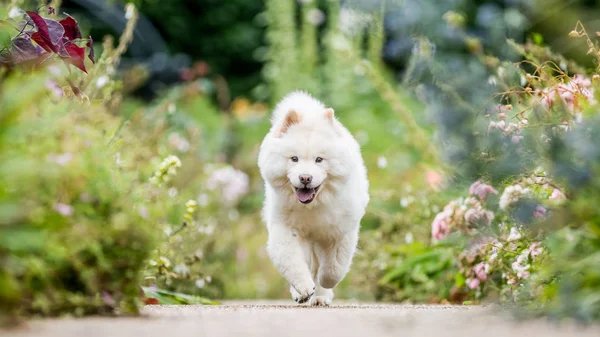 Крупним Планом Samoyed Цуценя Працює Біля Польові Квіти Парку Мило — стокове фото