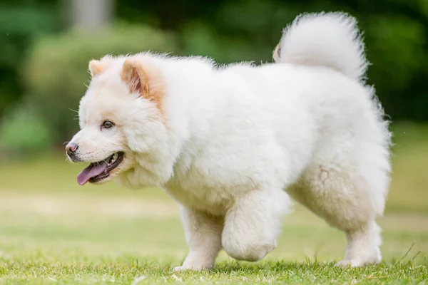 Крупним Планом Samoyed Цуценя Граючи Парку Дивлячись Сторону Мило Білий — стокове фото