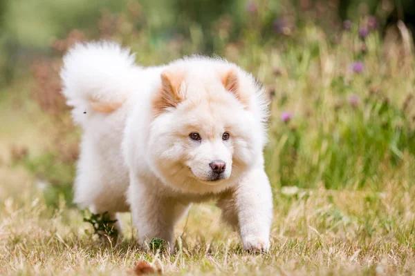 关闭萨摩亚小狗在一个公园里玩耍 看着旁边 可爱的白色蓬松的狗与长毛皮在农村或公园 — 图库照片