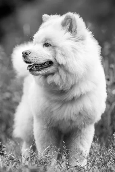 Bliska Szczeniąt Samoyed Grając Parku Patrząc Boku Biały Pies Puszysty — Zdjęcie stockowe