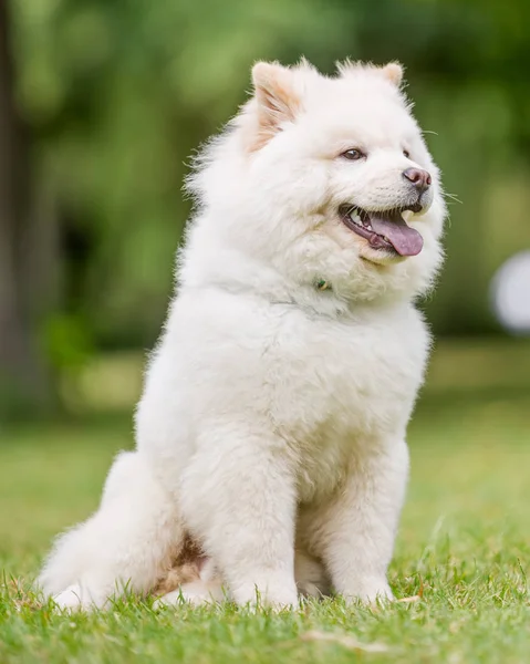 Chiudi Samoyed Puppy Che Gioca Parco Guardando Lato Carino Cane — Foto Stock