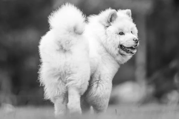 側にいる公園で遊ぶサモエド子犬を閉じます 田園地帯や公園での長い毛皮でかわいい白い犬 — ストック写真