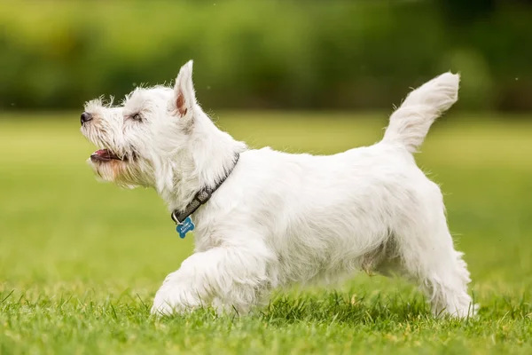 Chiudere White West Highland Terrier Giocare Nel Parco — Foto Stock