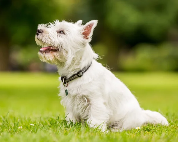 Close up White West Highland Terrier playing in the park.