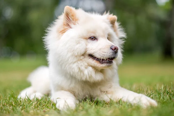Close Samoyed Puppy Playing Park Looking Side Cute White Fluffy — Stock Photo, Image