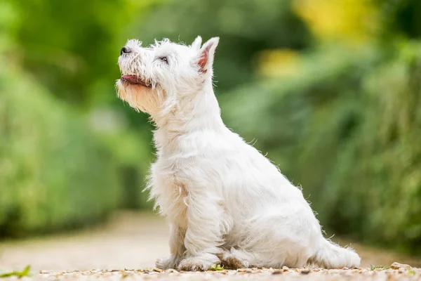 Fehér West Highland Terrier Parkban Játszó Közelről — Stock Fotó