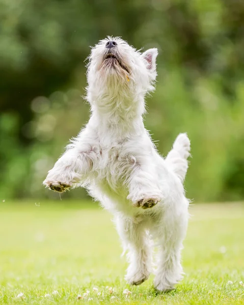 stock image Close up White West Highland Terrier playing in the park.