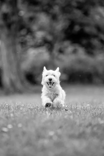 Close up White West Highland Terrier playing in the park.