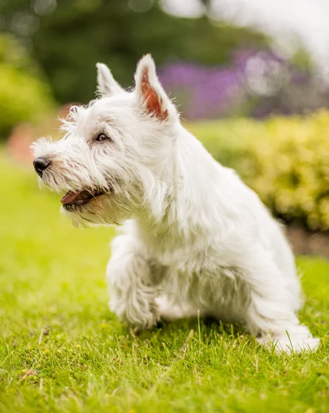 Beyaz Batı Highland Terrier Parkta Oynarken Kapatmak — Stok fotoğraf