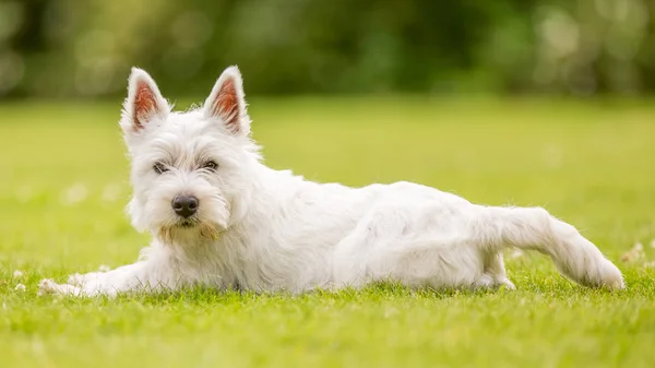 Close up White West Highland Terrier playing in the park.