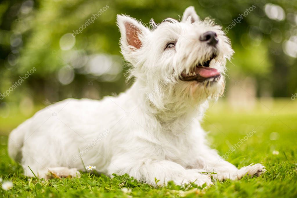Close up White West Highland Terrier playing in the park.