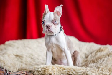Boston terrier yavru bir stüdyo daimi bir kırmızı perde arka plan beyaz bir halı üzerinde kapatın.
