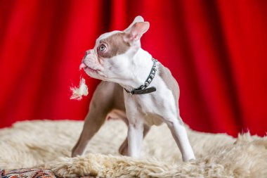 Boston terrier yavru bir stüdyo daimi bir kırmızı perde arka plan beyaz bir halı üzerinde kapatın.