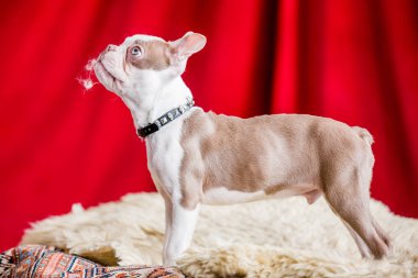 Boston terrier yavru bir stüdyo daimi bir kırmızı perde arka plan beyaz bir halı üzerinde kapatın.