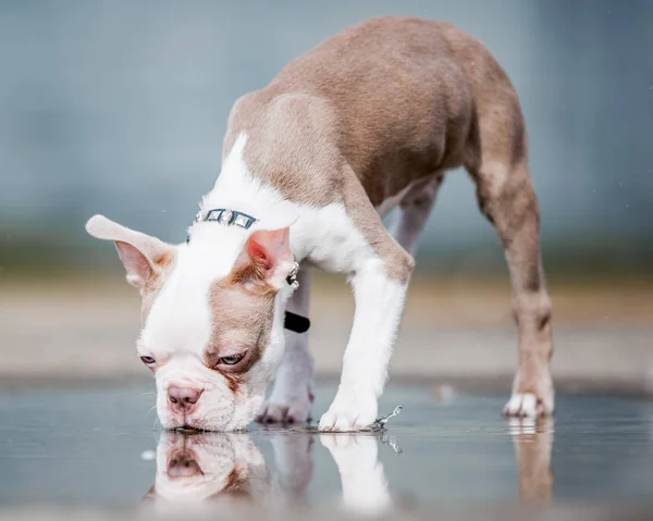 close up Boston terrier puppy standing walking in a puddle.