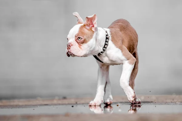 close up Boston terrier puppy standing walking in a puddle.
