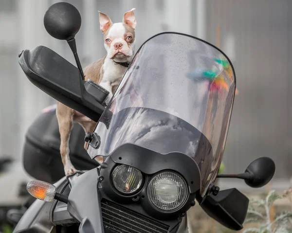 Close Cachorro Boston Terrier Sentado Uma Motocicleta Olhando Para Câmera — Fotografia de Stock