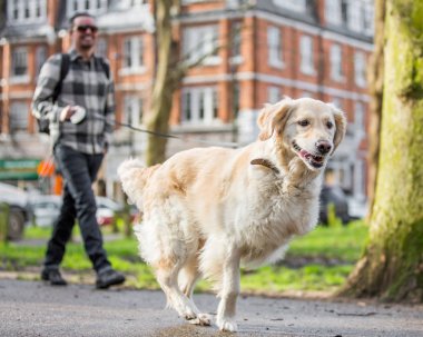 Bir adam bir üç köpek bir köpek gösterisi bir par uzun bacaklı.