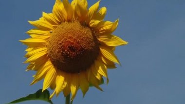 Güneş ışınları altında sonbahar ayçiçeği